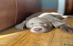 Labrador Retriever dogs for sale: 🩶 Silver & Charcoal Labrador Puppies - Image 14