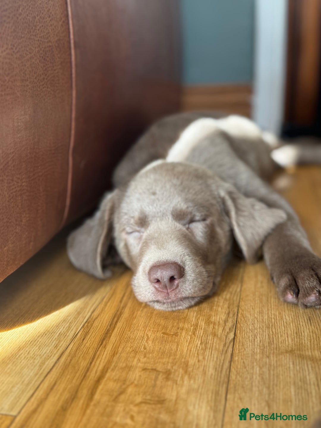 Labrador Retriever dogs for sale: 🩶 Silver & Charcoal Labrador Puppies - Image 14