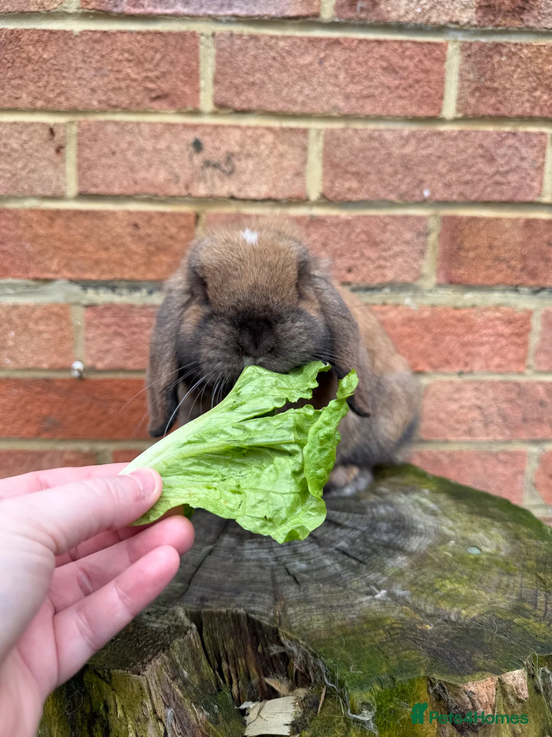 Mini Lop rabbits for sale: Mini lop does  - Advert 8