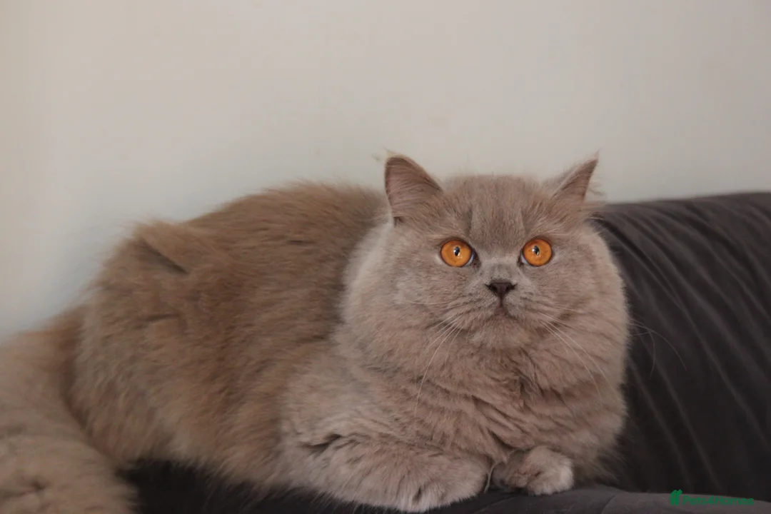 British Shorthair cats for sale: GCCF British Shorthair & British Longhair Girls - Advert 2