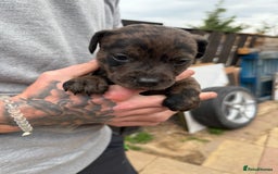Mixed Breed dogs for sale: Outstanding quality litter of twelve pups - Image 14