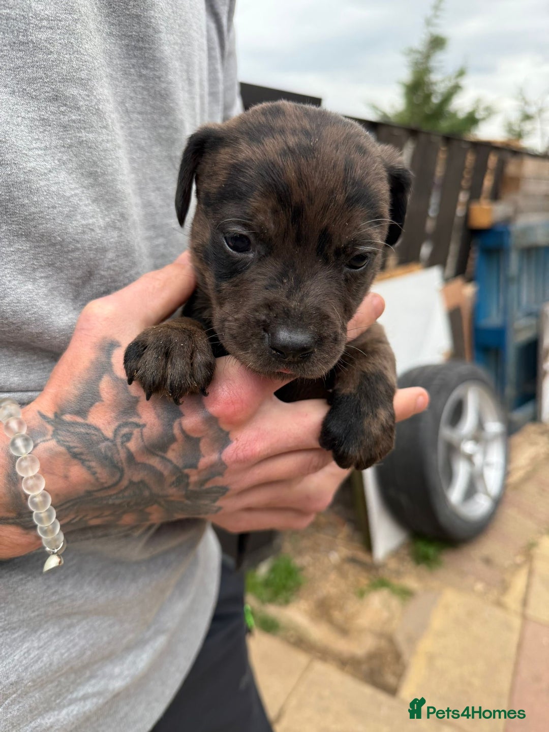 Mixed Breed dogs for sale: Outstanding quality litter of twelve pups - Image 14