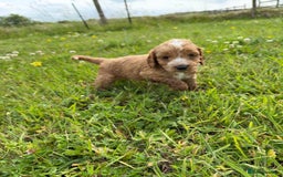 Cockapoo dogs for sale: Beautiful Cockapoo Puppies  - Image 12