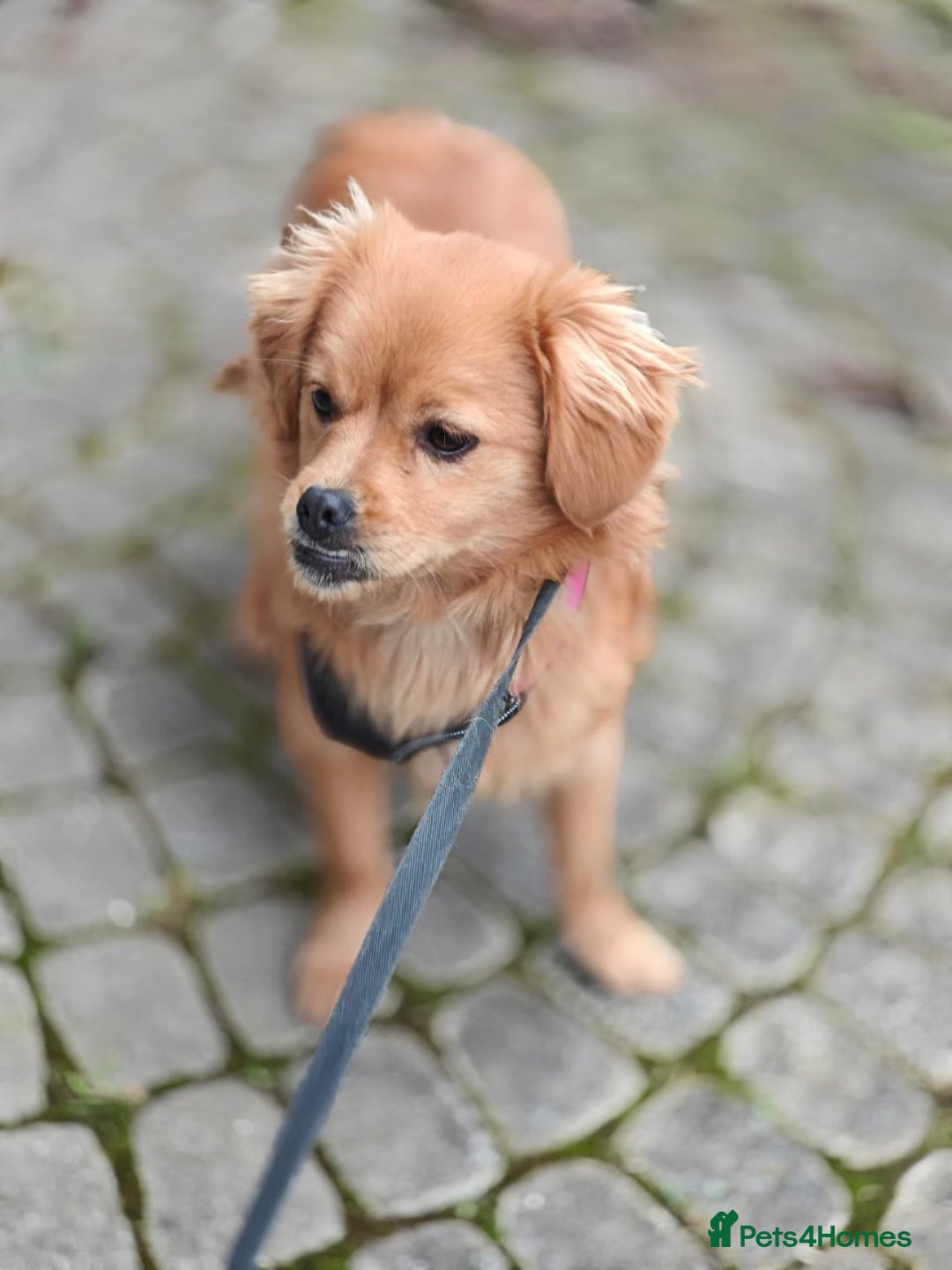 Mixed Breed dogs for adoption: 💖🐶 SILVIA 🐶💖 - Advert 5