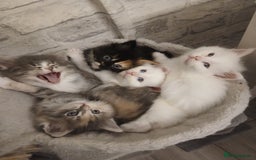 Maine Coon cats for sale: Mainecoon kittens  - Image 11