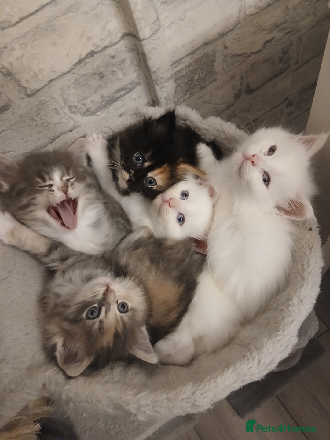 Maine Coon cats for sale: Mainecoon kittens  - Image 11