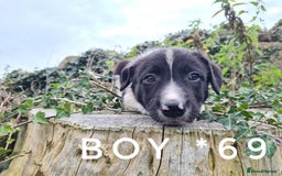 Border Collie dogs for sale: Beautiful farm-bred collie pups - Image 10