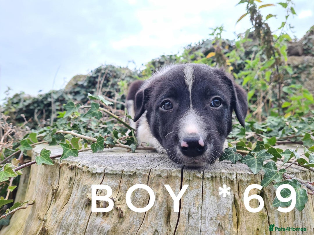 Border Collie dogs for sale: Beautiful farm-bred collie pups - Image 10