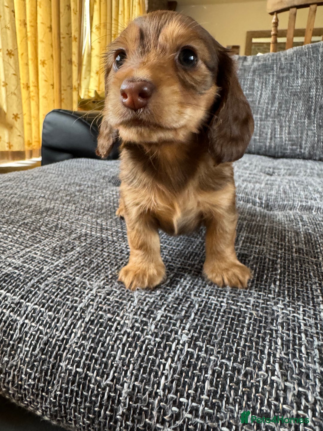 Dachshund dogs for sale: Miniature dachshund longhair puppies - Image 9