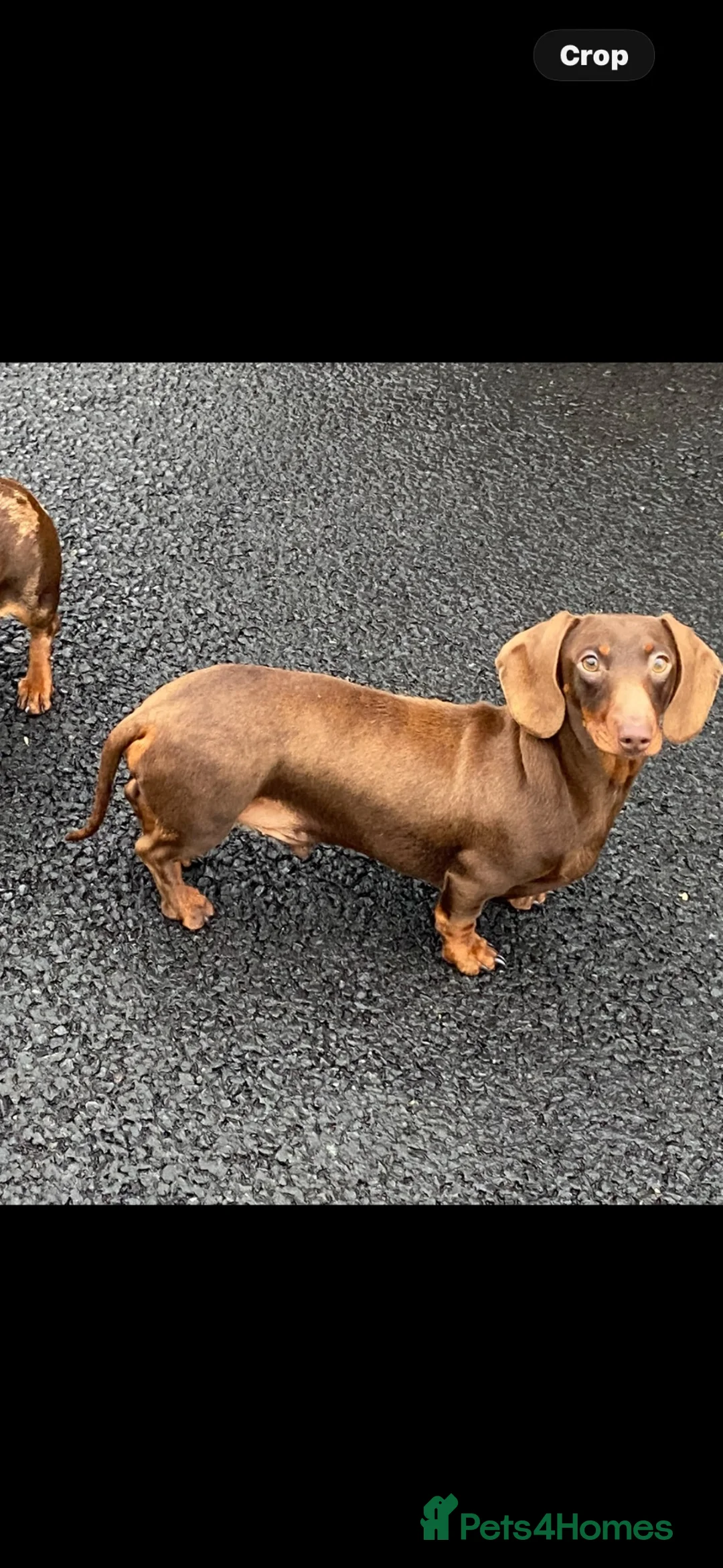 Miniature Dachshund dogs for sale: KC miniature smooth coat dachshund  - Advert 2