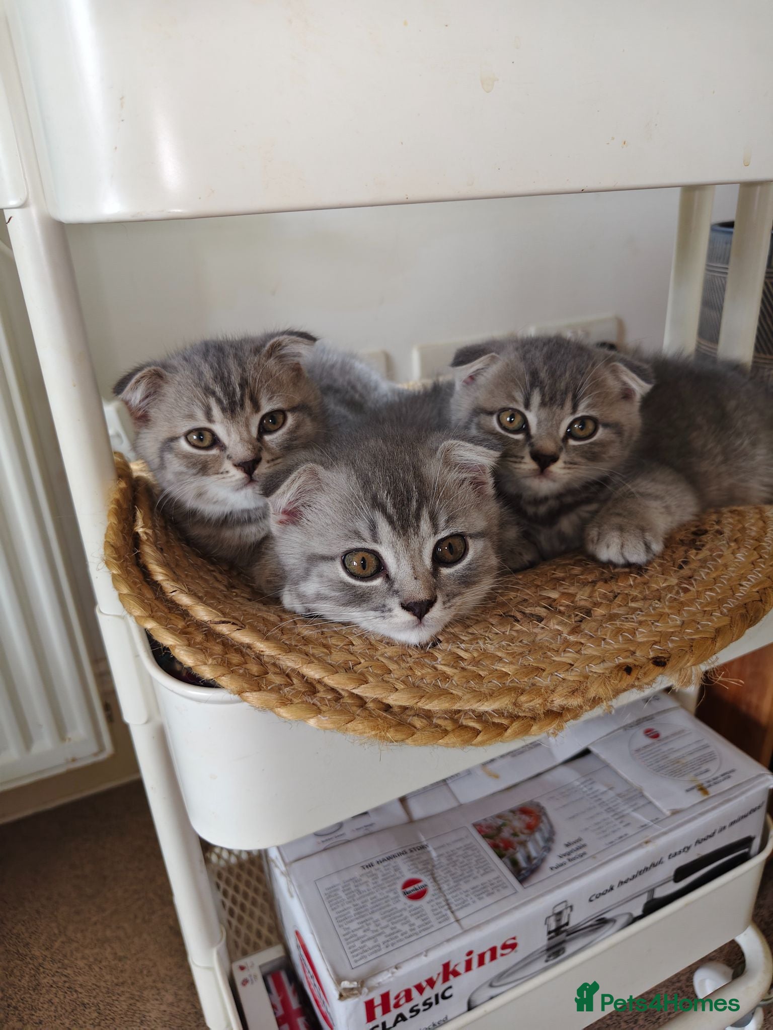 Scottish Fold cats 5 Pedigree Beautiful Loving Scottish Folds  - Advert 2