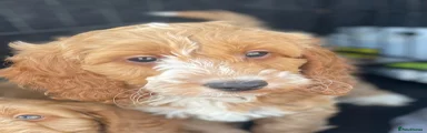 Cockapoo 2