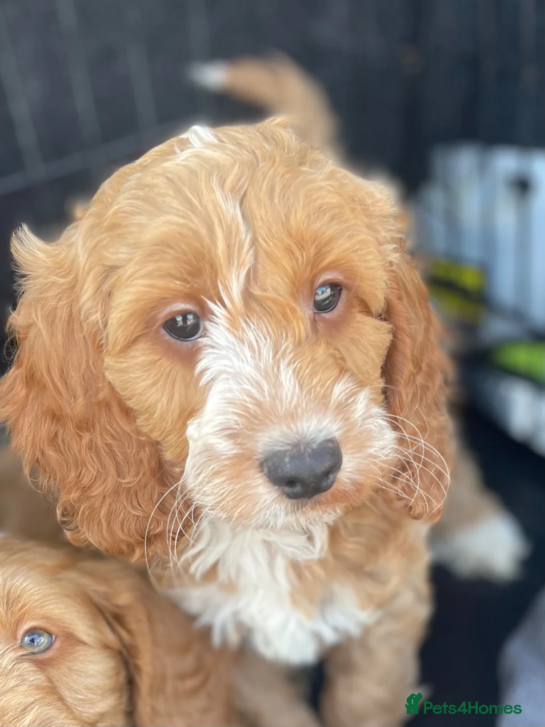 Cockapoo dogs for sale: F1 MINIATURE  SHOW-LINE COCKAPOO PUPPIES  - Advert 2