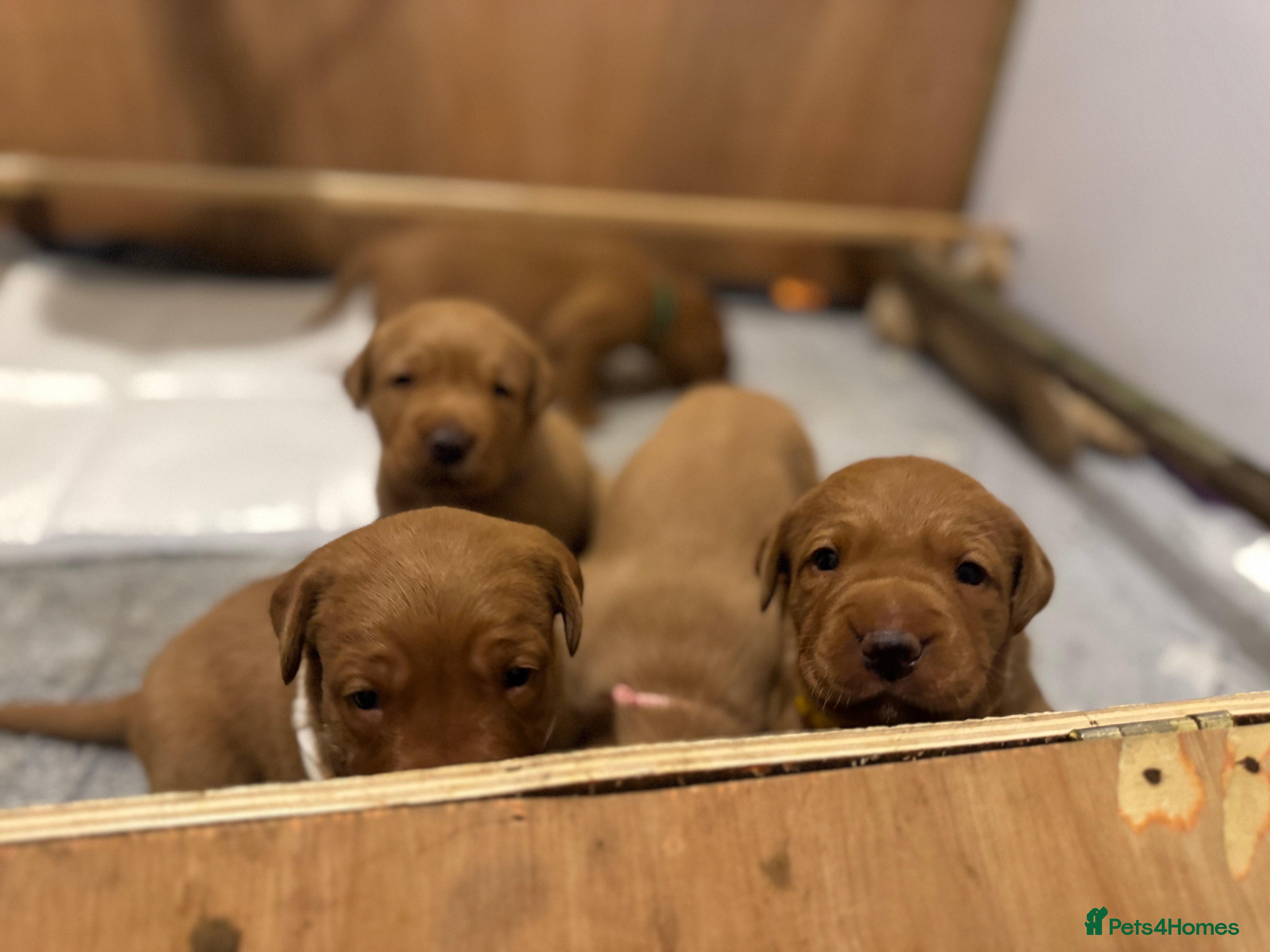 Labrador Retriever dogs Beautiful Red Fox Labrador puppies - Advert 6