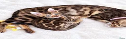 Bengal cats for sale: TICA Registered Bengal snow 5 Generation Pedigree  - Advert 23
