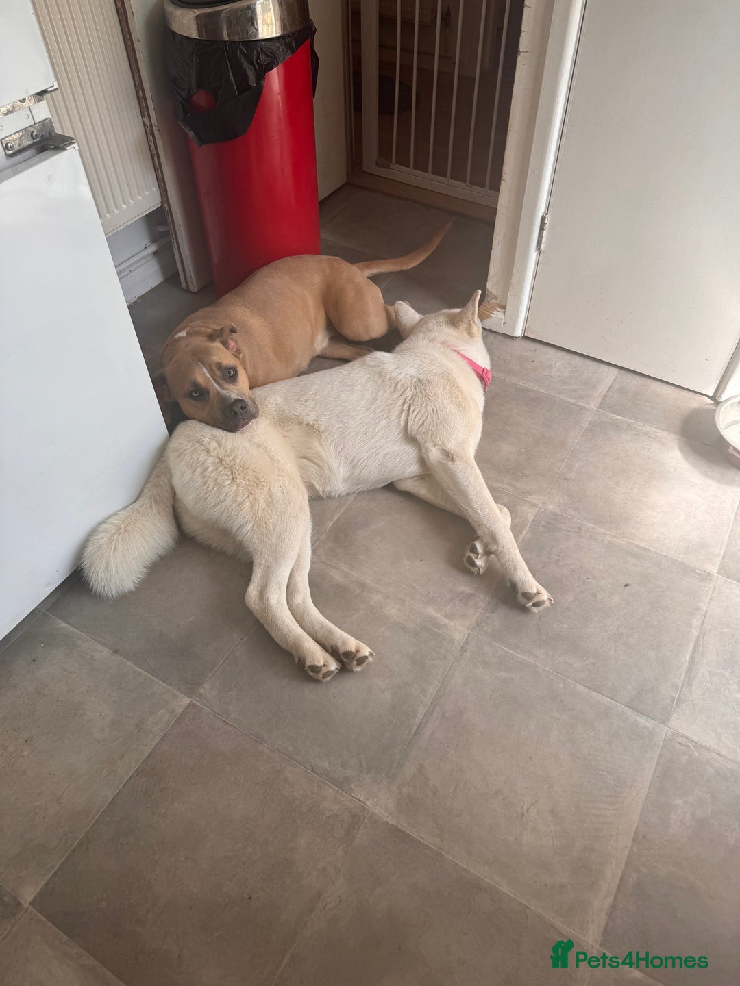 Mixed Breed dogs for sale: Snowy - Image 3