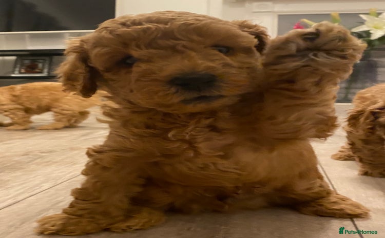 Toy Poodle dogs - Advert 1