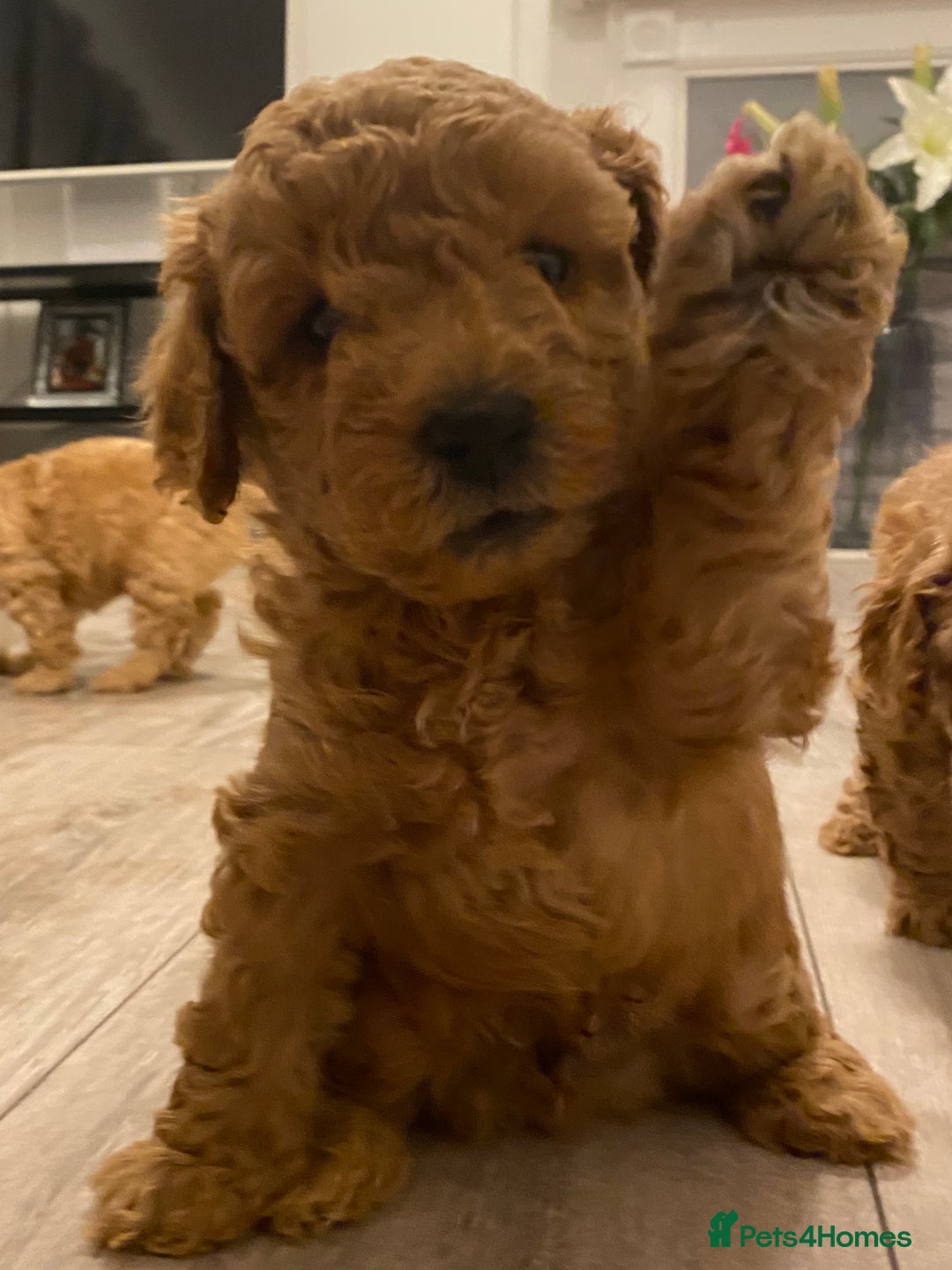 Toy Poodle dogs for sale: Stunning toy poodles  - Advert 1