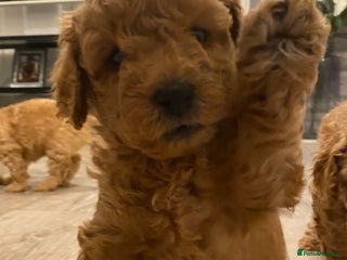 Toy Poodle dogs - Advert 8