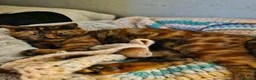 Mixed Breed cats for sale: Playful Cute ginger kittens ready for new homes - Advert 10