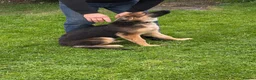 German Shepherd dogs for sale: 5 month old German Shepherd  - Advert 4