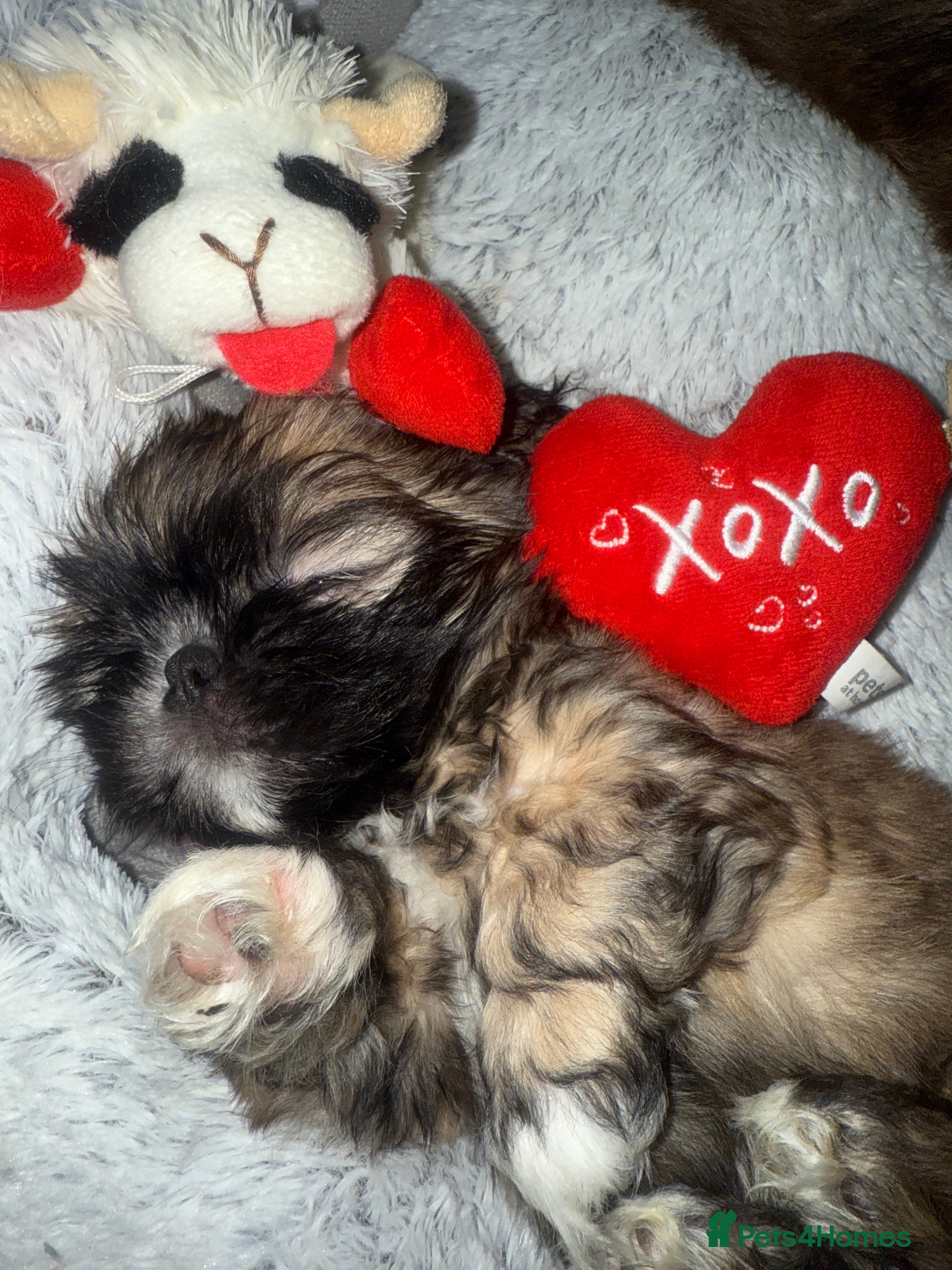 Shih Tzu dogs Gorgeous Shih Tzu Babies, ready from 14 Febuary.  - Advert 13