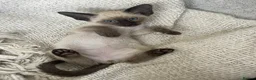 Siamese cats for sale: Last girl lilac point left  - Advert 12
