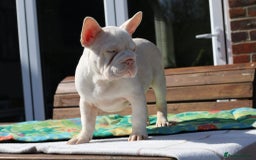 French Bulldog dogs for sale: Stunning merle boy  - Image 4