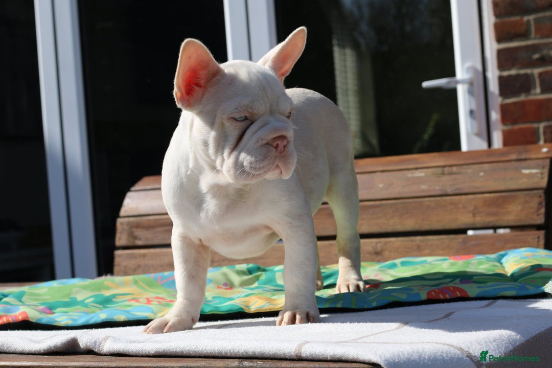 French Bulldog dogs for sale: Stunning merle boy  - Image 4