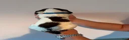 English Springer Spaniel dogs for sale: Pedigree English Springer Spaniel Puppies - Advert 15