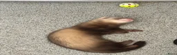 Ferret rodents for sale: Male Hob 13 weeks old  - Advert 3