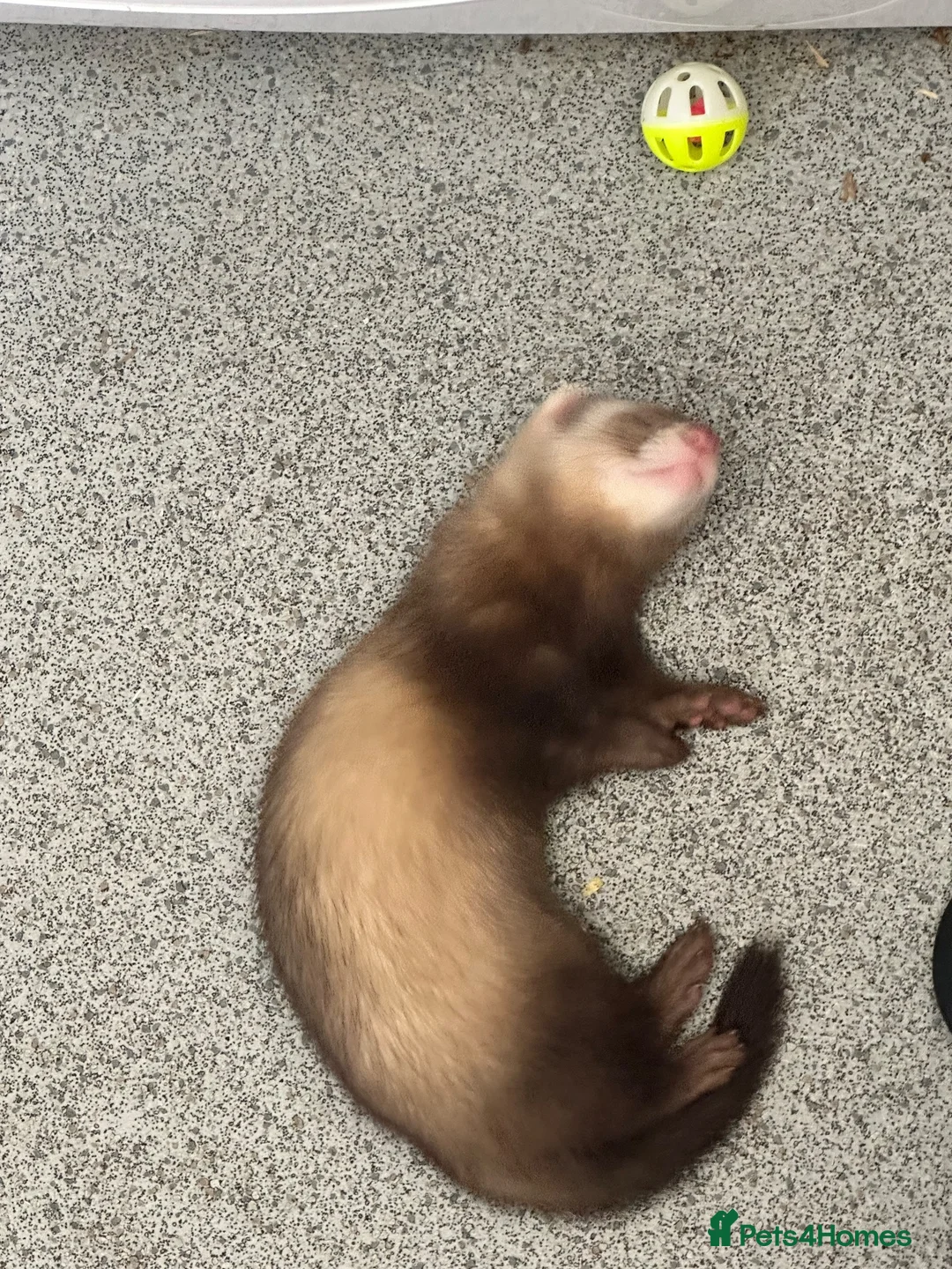 Ferret rodents for sale: Male Hob 13 weeks old  - Advert 3