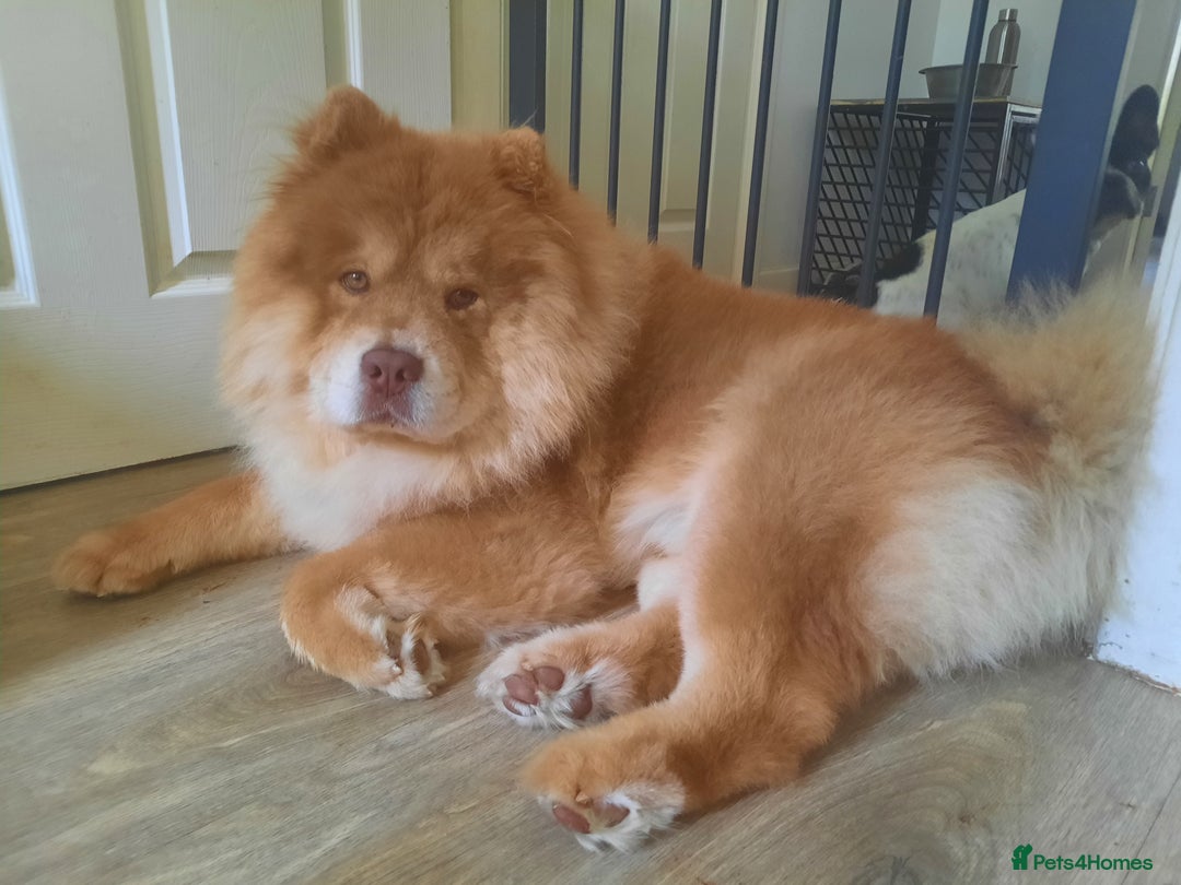 Chow Chow dogs for sale: Chow chow puppies for sale - Image 11