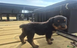Rottweiler dogs for sale: Rottweiler chapmpion bloodline - Image 8