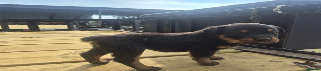Rottweiler Puppy 1