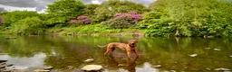 Rhodesian Ridgeback dogs for stud: Proven KC Reg Fully Health Tested RR for Stud in Bolton - Advert 12