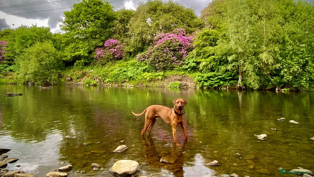 Rhodesian Ridgeback dogs for stud: Proven KC Reg Fully Health Tested RR for Stud in Bolton - Advert 12