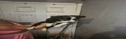 Border Collie dogs for sale: 2 male border collie  in Stalybridge - Advert 4