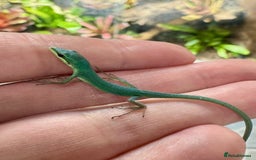 Lizard reptiles for sale: Sakishima Grass Lizards (Takydromus dorsalis) - Image 4