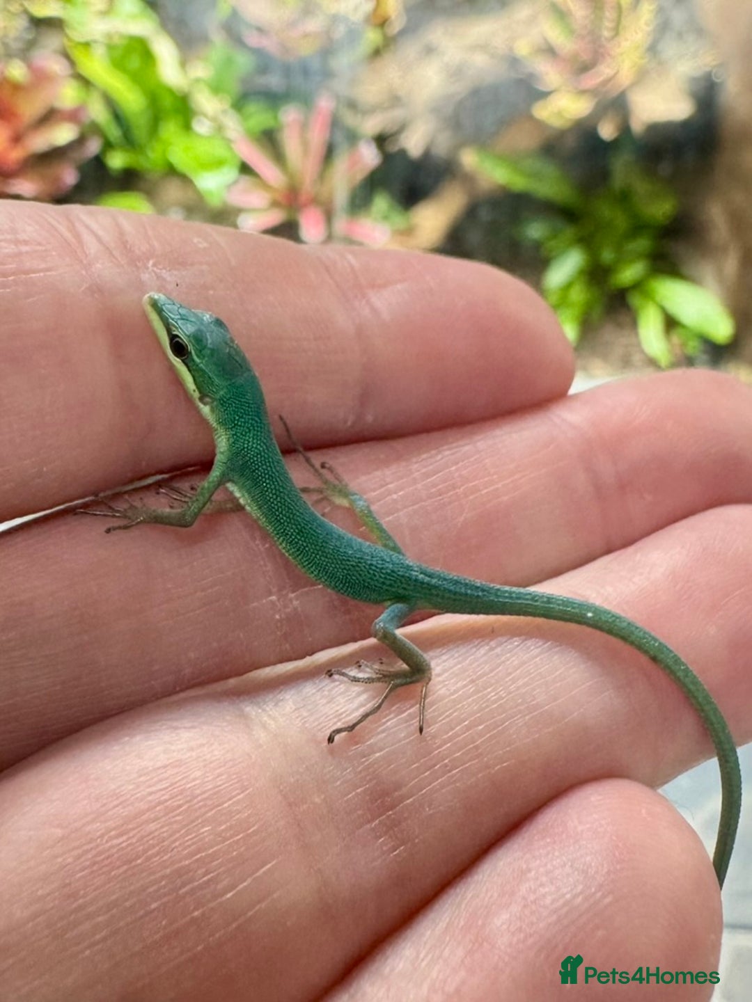 Lizard reptiles for sale: Sakishima Grass Lizards (Takydromus dorsalis) - Image 4