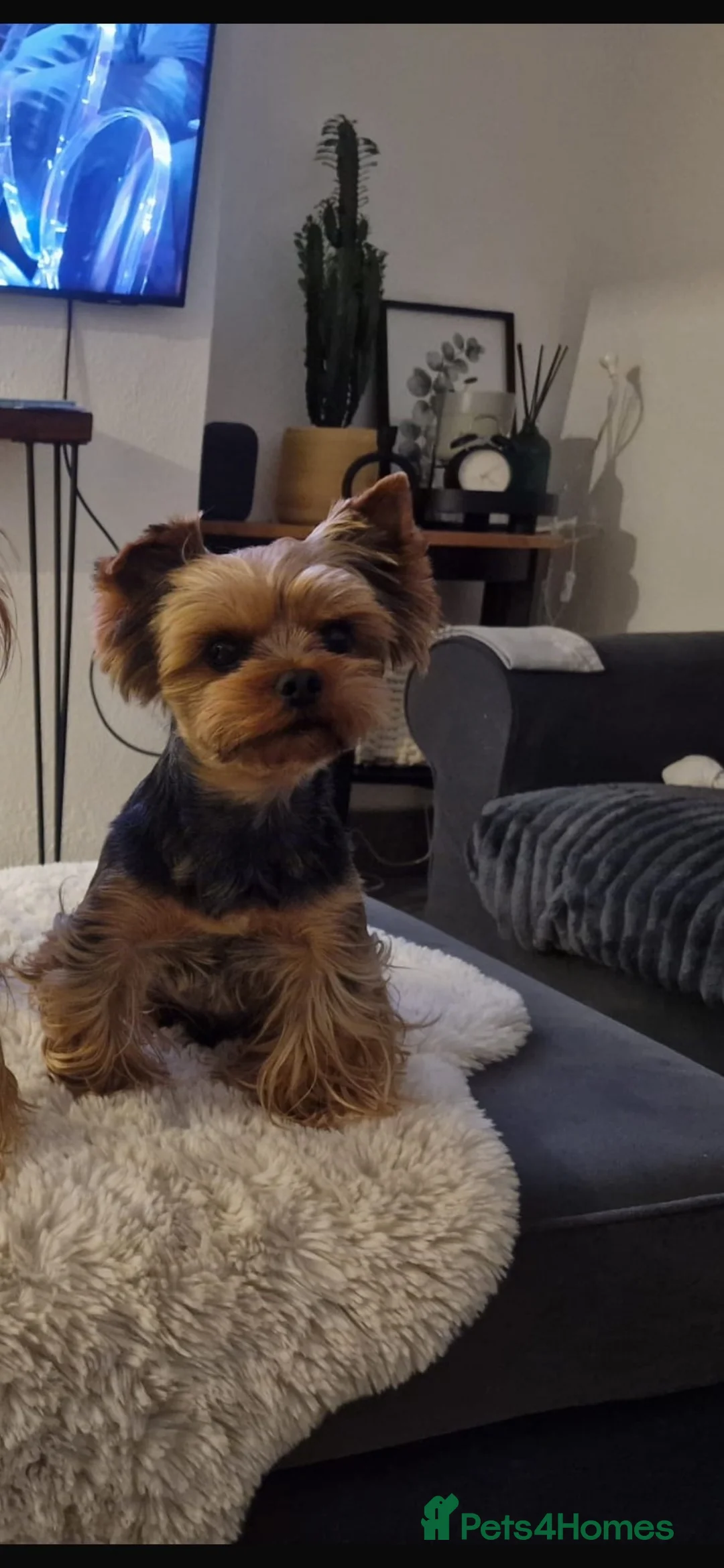 Yorkshire Terrier dogs for sale: Yorkshire terrier puppies in Crawley - Advert 2
