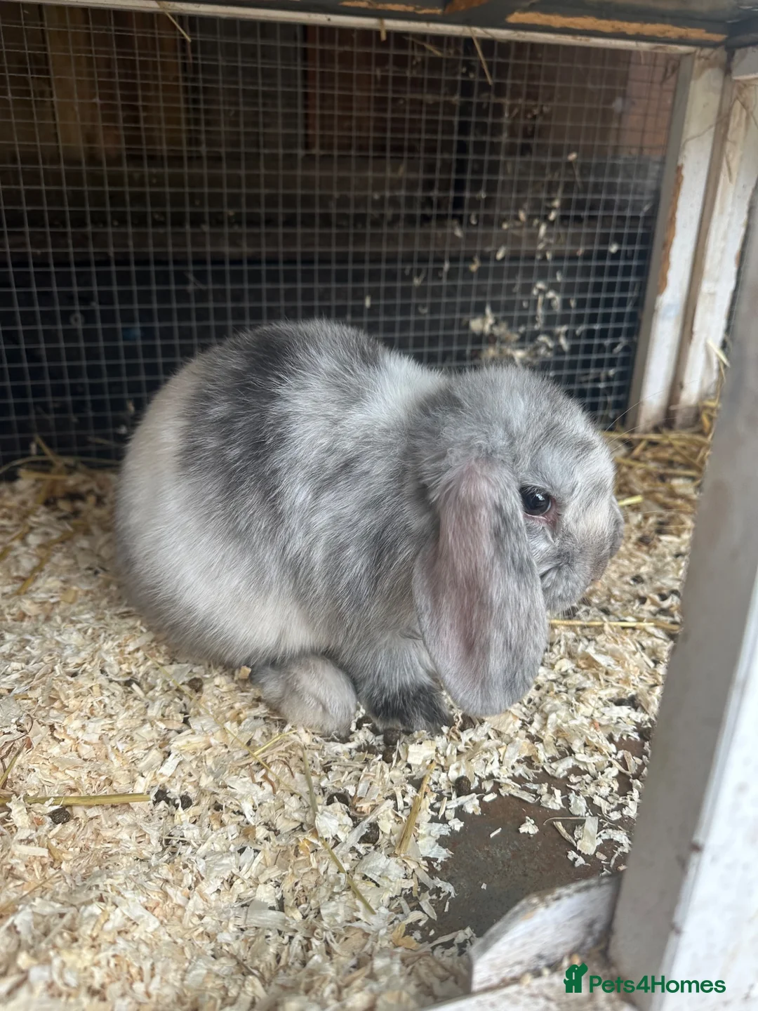 Mini Lop rabbits for sale: 4 mini lop babies  - Advert 16
