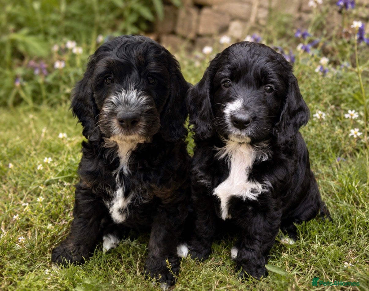 Cockapoo dogs Ready now! F1 show type miniature cockapoos - Advert 11
