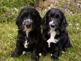 Cockapoo dogs Ready now! F1 show type miniature cockapoos - Advert 11
