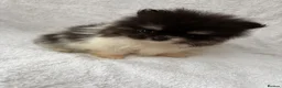 Pomeranian dogs for sale: Pomeranian puppy’s  - Advert 10