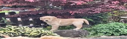 Golden Retriever dogs for sale: Beautiful litter of Golden Retriever puppies 🐶  - Advert 33