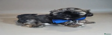 Shih Tzu Puppy 4 Oreo