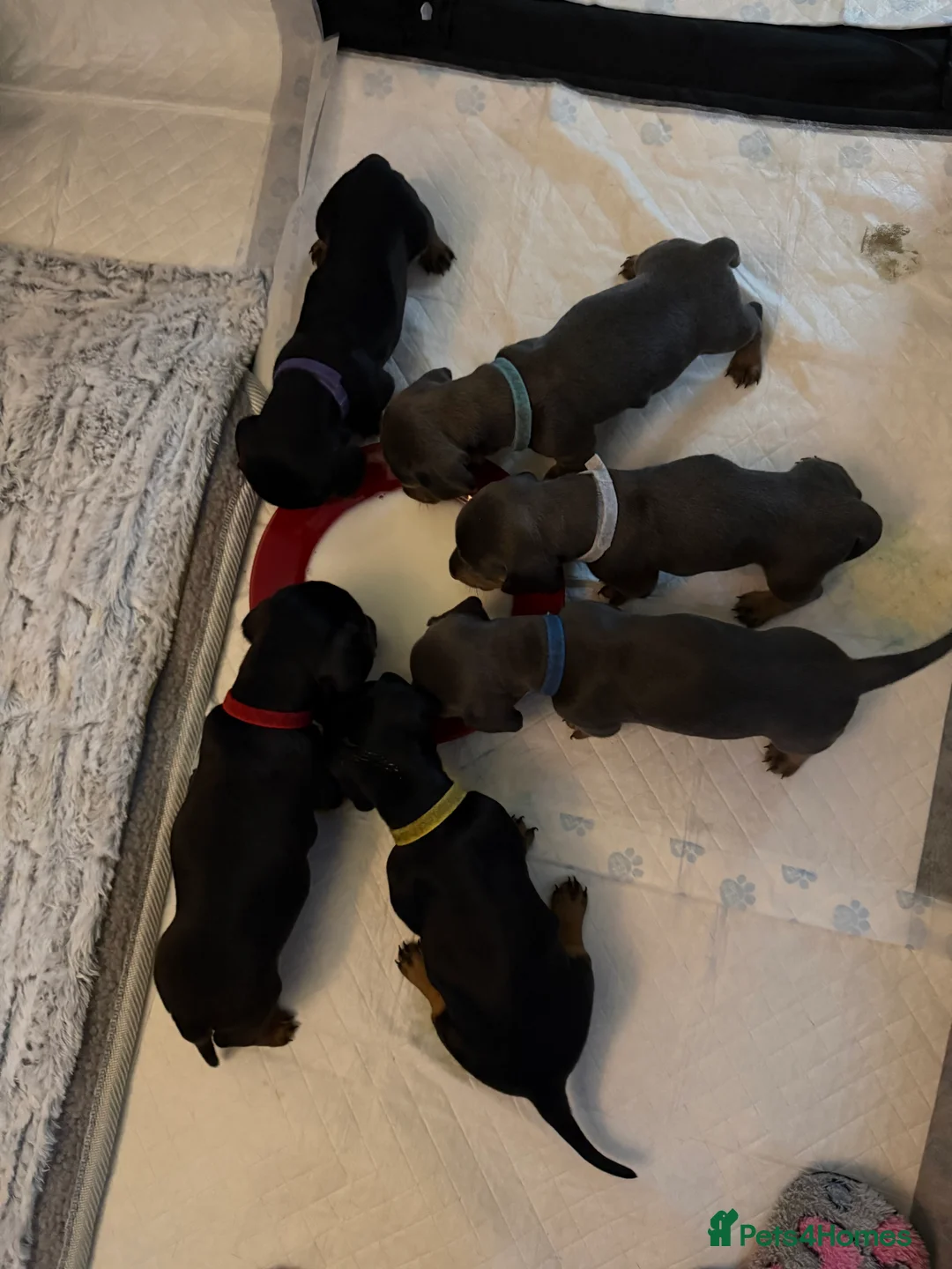 Dachshund dogs for sale: ONLY 1 DACHSHUND FEMALE LEFT DOLLY - Advert 8