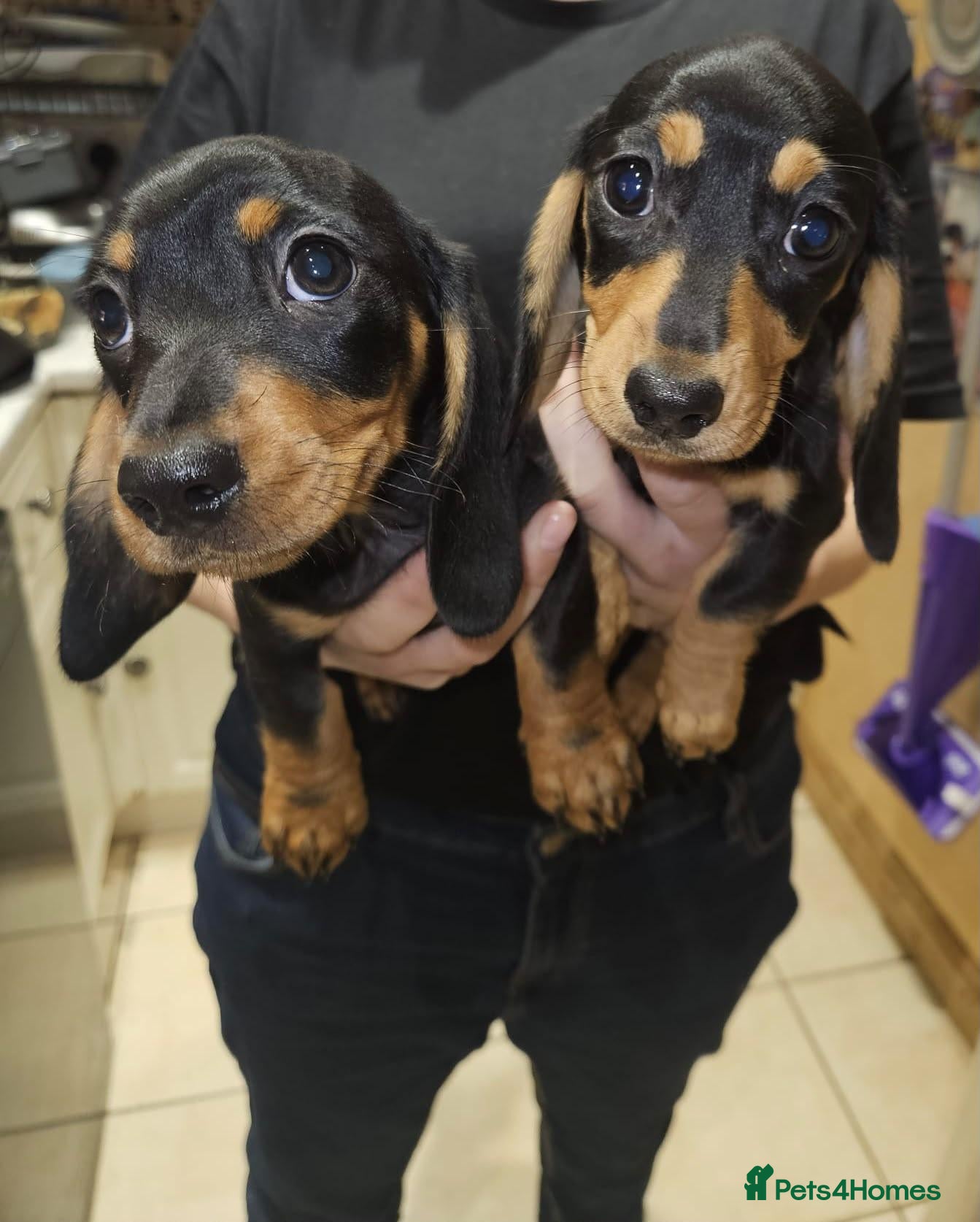 Miniature Dachshund dogs  Ready now Miniature dachshund puppys  - Advert 15