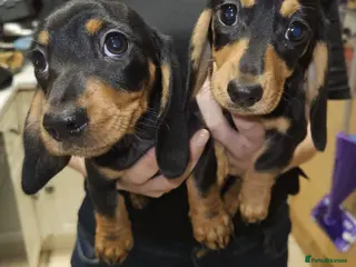 Miniature Dachshund dogs Ready now Miniature dachshund puppys - Advert 15